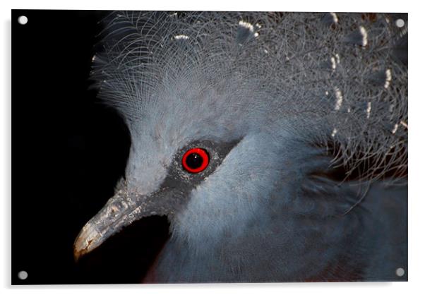 Victoria Crowned Pigeon Acrylic by Serena Bowles