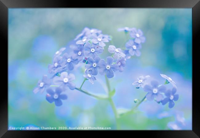 Forget-Me-Nots Framed Print by Alison Chambers