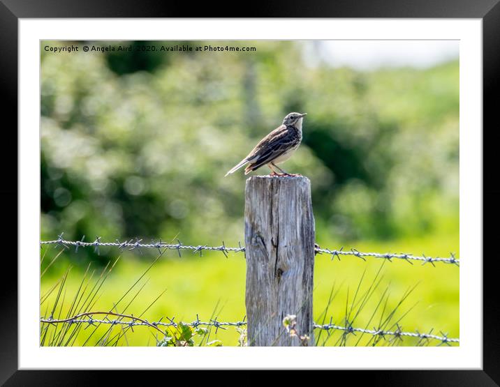 Meadow Pipet. Framed Mounted Print by Angela Aird