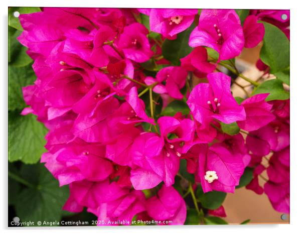 Bougainvillea Acrylic by Angela Cottingham