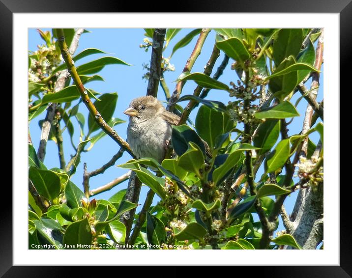 Free as a Bird  Framed Mounted Print by Jane Metters