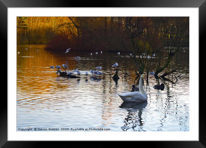 Golden Acre Tranquility Framed Mounted Print by Steven Watson