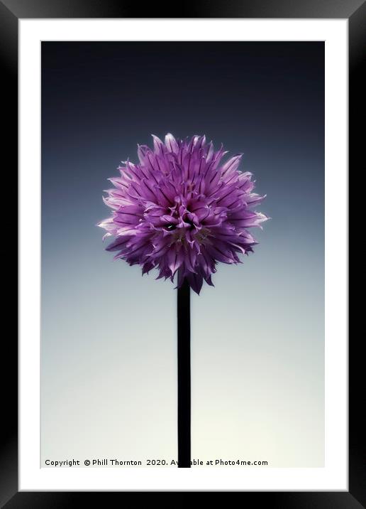Single flowering Chive herb, on grad tint. Framed Mounted Print by Phill Thornton