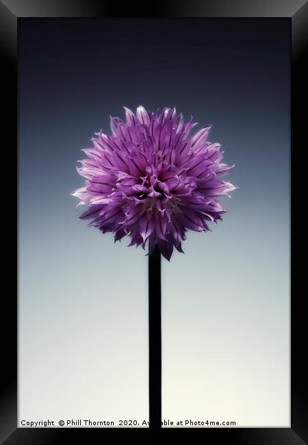 Single flowering Chive herb, on grad tint. Framed Print by Phill Thornton