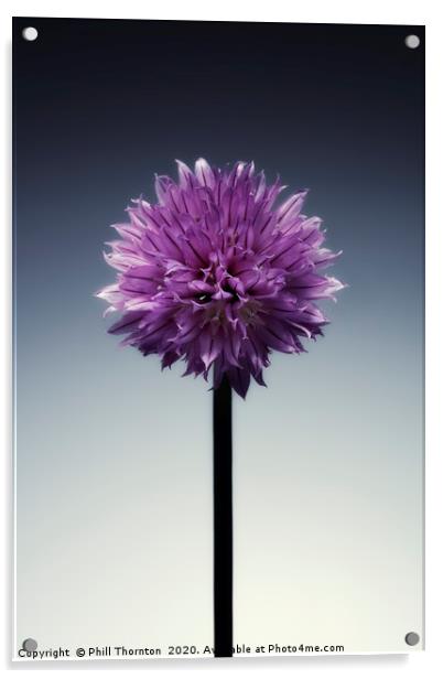 Single flowering Chive herb, on grad tint. Acrylic by Phill Thornton