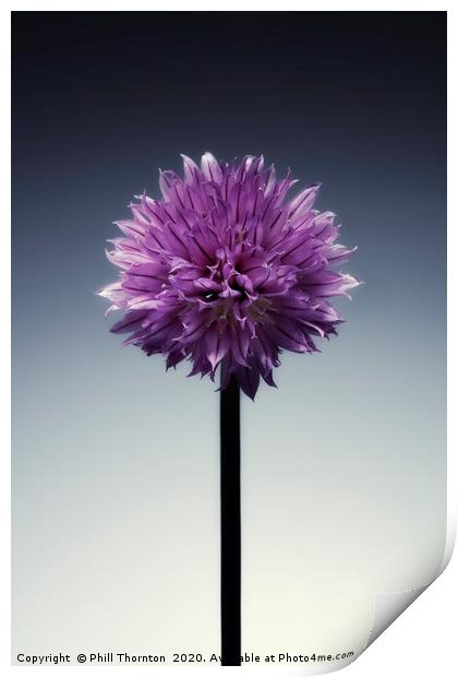 Single flowering Chive herb, on grad tint. Print by Phill Thornton