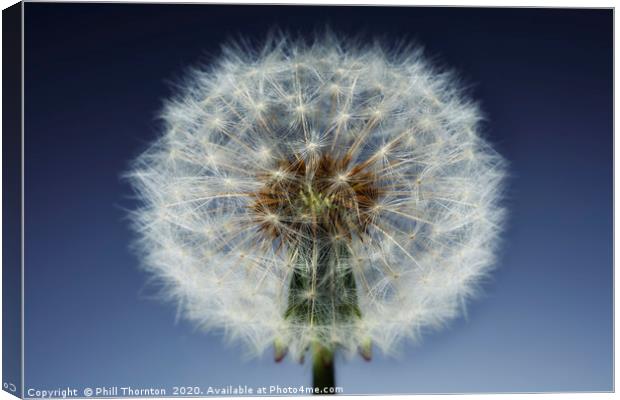 Close up of a Dandelion seed head. No. 3. Canvas Print by Phill Thornton