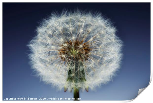Close up of a Dandelion seed head. No. 3. Print by Phill Thornton