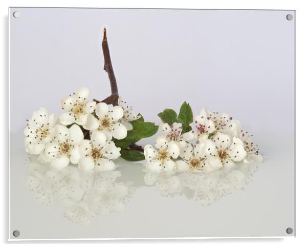 May Blossom Acrylic by Ann Goodall