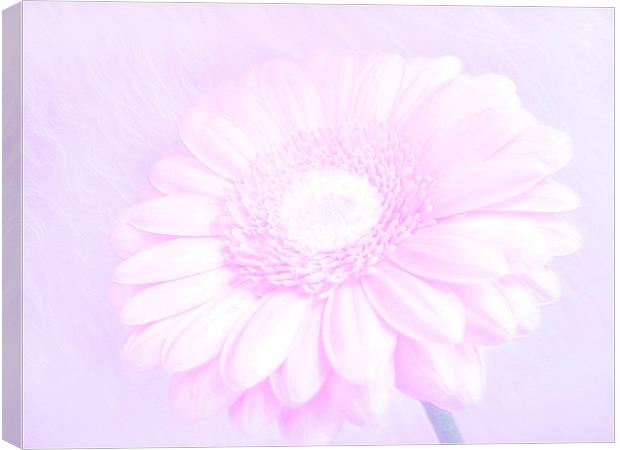 Daisy Pink Canvas Print by paulette hurley