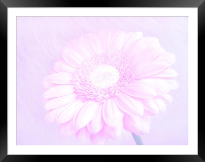 Daisy Pink Framed Mounted Print by paulette hurley