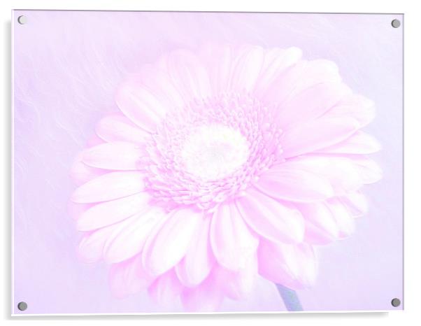Daisy Pink Acrylic by paulette hurley