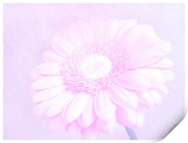 Daisy Pink Print by paulette hurley