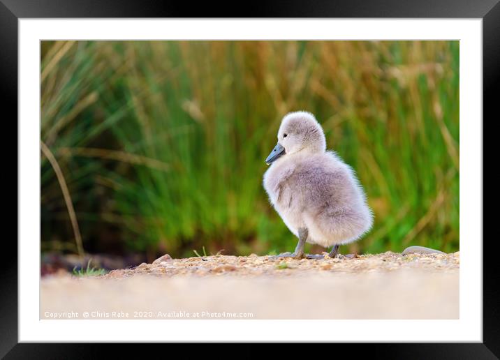 solitary Mute swan cygnet Framed Mounted Print by Chris Rabe
