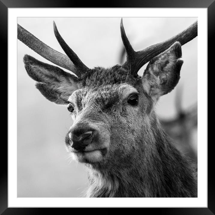 Red Deer Stag  Framed Mounted Print by Derek Beattie