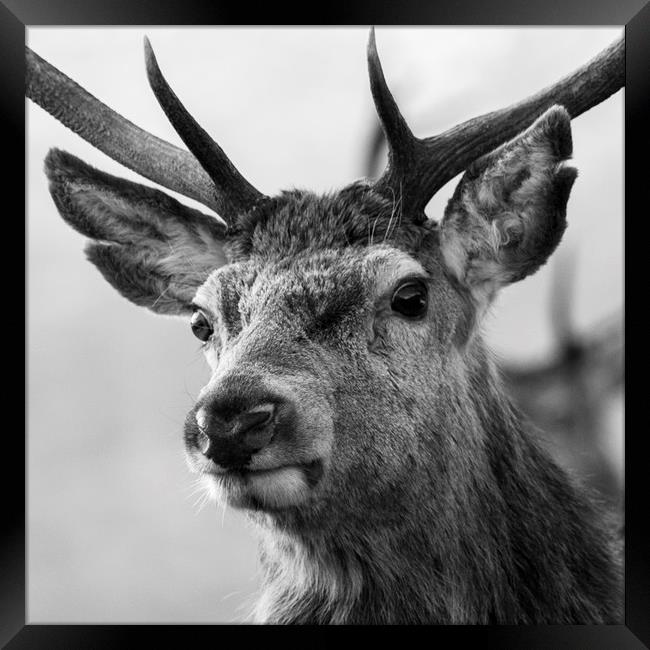 Red Deer Stag  Framed Print by Derek Beattie