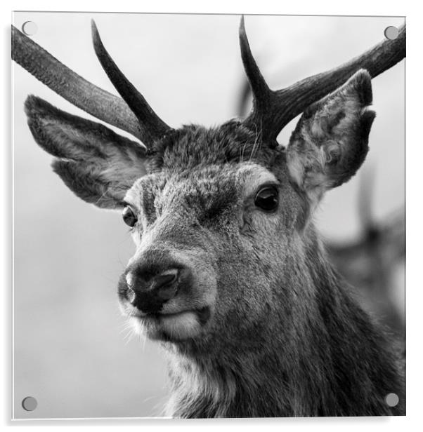 Red Deer Stag  Acrylic by Derek Beattie