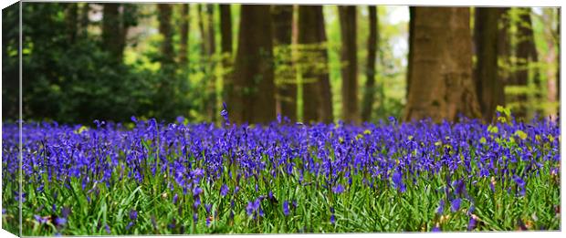 Bluebell woodland Canvas Print by Donna Collett