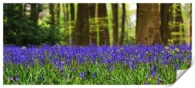 Bluebell woodland Print by Donna Collett