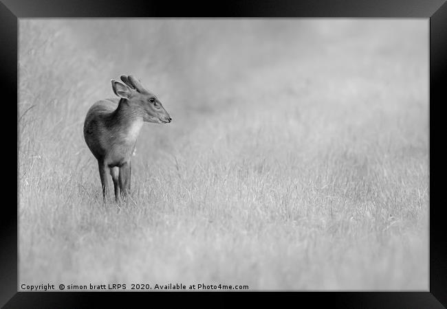 Muntjac deer portrait in black and white Framed Print by Simon Bratt LRPS