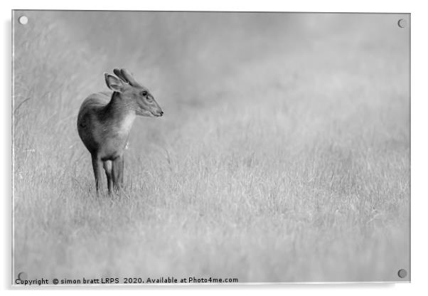 Muntjac deer portrait in black and white Acrylic by Simon Bratt LRPS