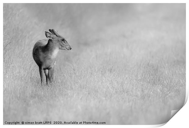 Muntjac deer portrait in black and white Print by Simon Bratt LRPS