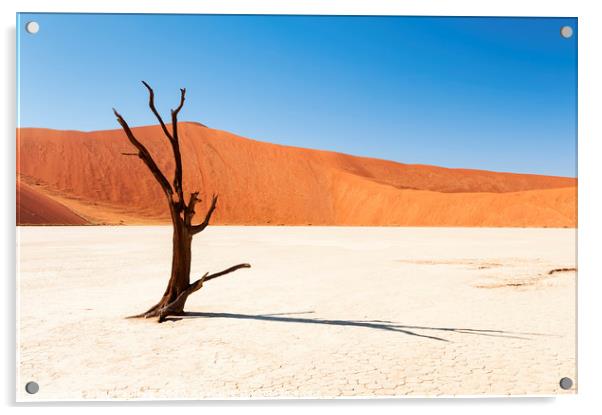 Lone Tree, Dead Vlei, Namibia Acrylic by Justin Foulkes