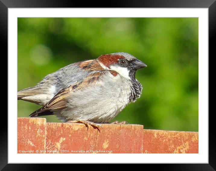 House Sparrow Framed Mounted Print by Jane Metters