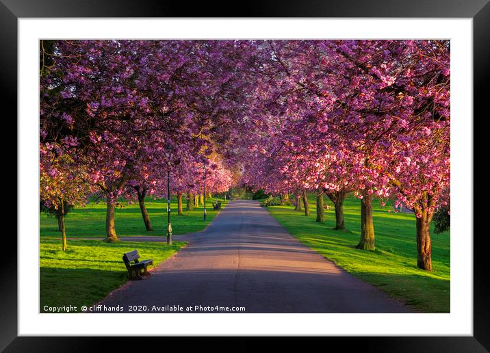 cherry tree Avenue Framed Mounted Print by Scotland's Scenery