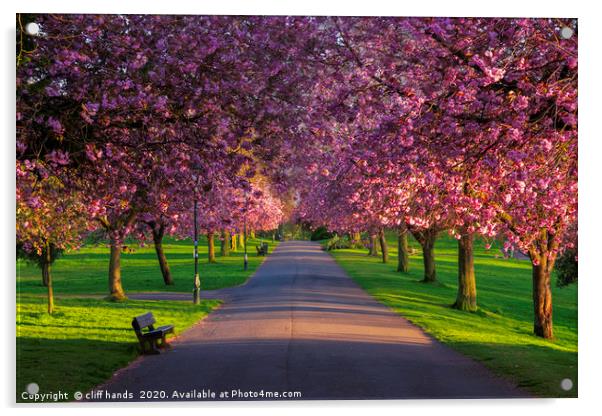 cherry tree Avenue Acrylic by Scotland's Scenery