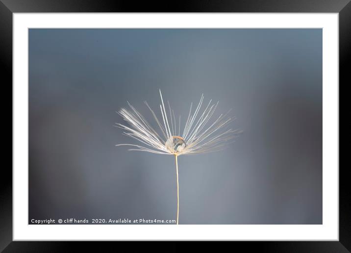 dandelion dew drop Framed Mounted Print by Scotland's Scenery