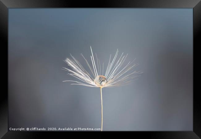 dandelion dew drop Framed Print by Scotland's Scenery