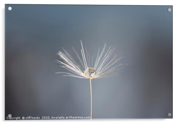 dandelion dew drop Acrylic by Scotland's Scenery