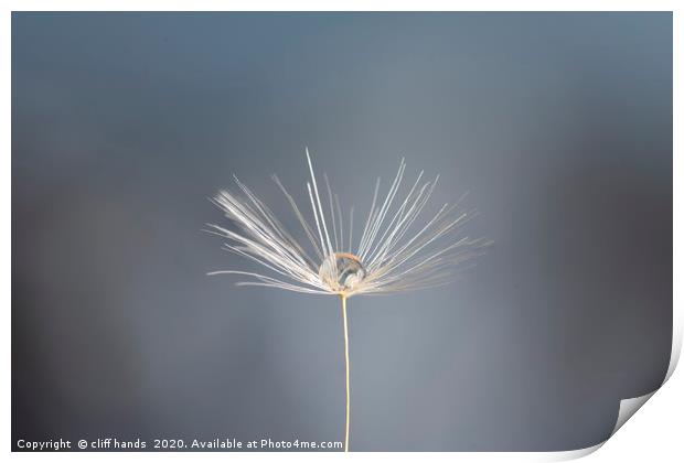 dandelion dew drop Print by Scotland's Scenery