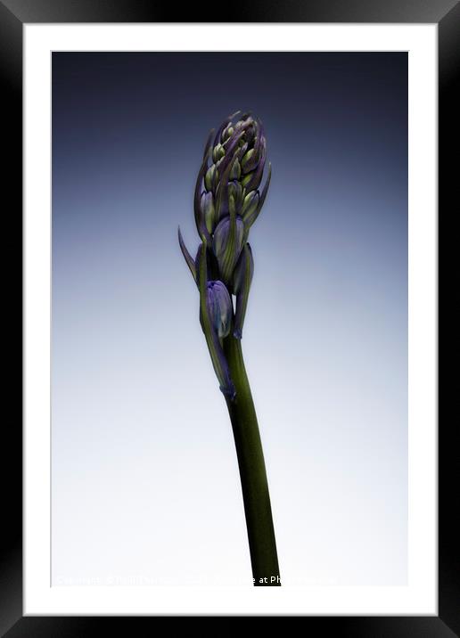 The beautiful british Bluebell just before it blos Framed Mounted Print by Phill Thornton