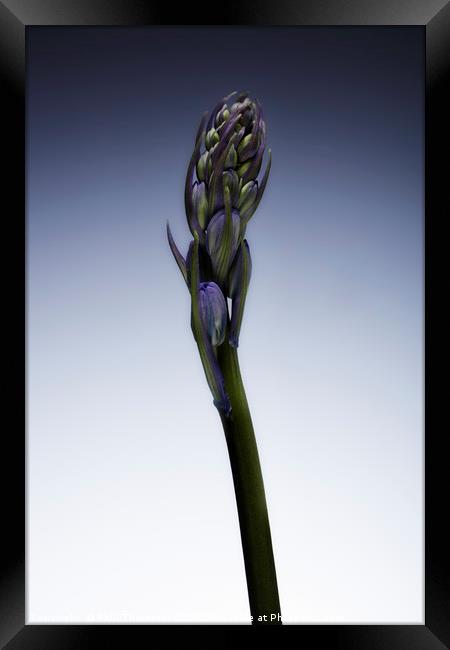 The beautiful british Bluebell just before it blos Framed Print by Phill Thornton