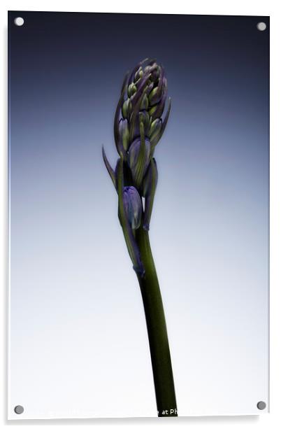 The beautiful british Bluebell just before it blos Acrylic by Phill Thornton