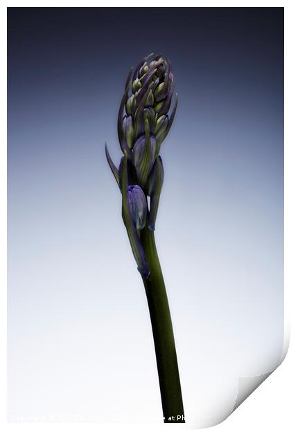 The beautiful british Bluebell just before it blos Print by Phill Thornton