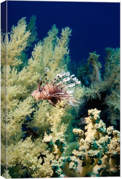 lionfish with soft coral Canvas Print by youri Mahieu