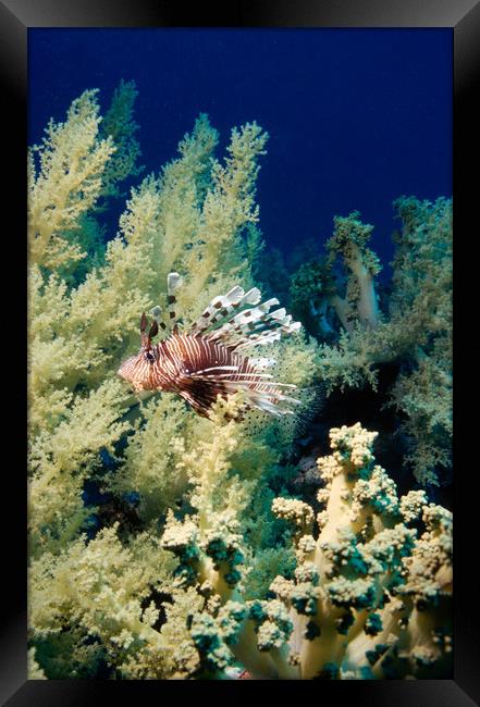 lionfish with soft coral Framed Print by youri Mahieu