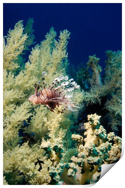 lionfish with soft coral Print by youri Mahieu