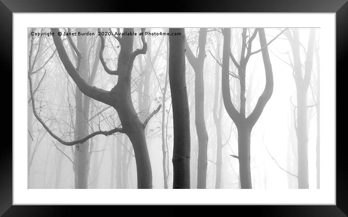 Misty Beech Wood #2 Framed Mounted Print by Janet Burdon