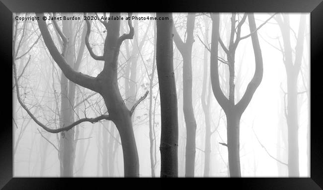 Misty Beech Wood #2 Framed Print by Janet Burdon