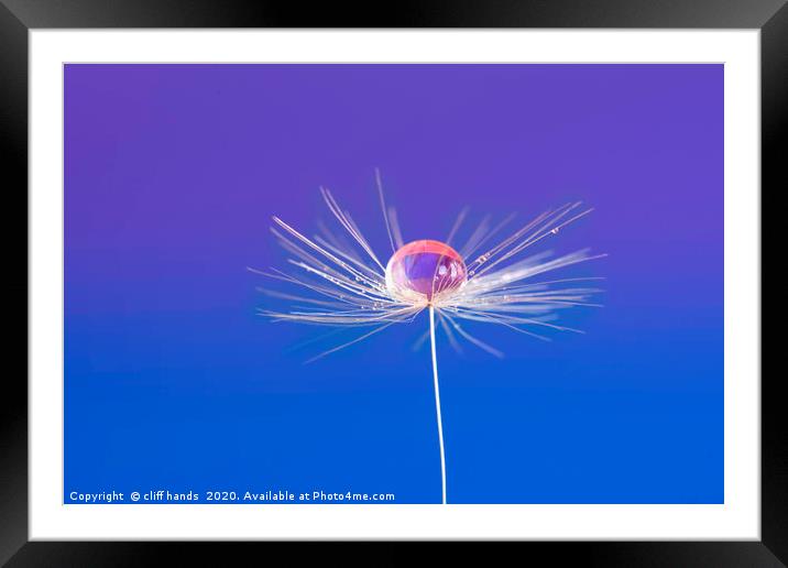 dandelion seed with dew drop Framed Mounted Print by Scotland's Scenery