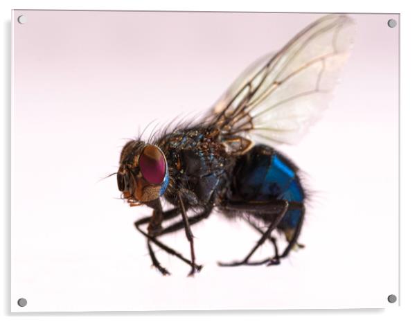 The fly Acrylic by Scotland's Scenery