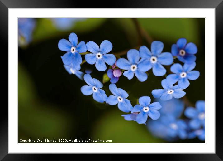 Forget me not Framed Mounted Print by Scotland's Scenery