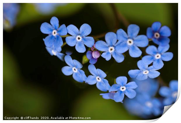 Forget me not Print by Scotland's Scenery