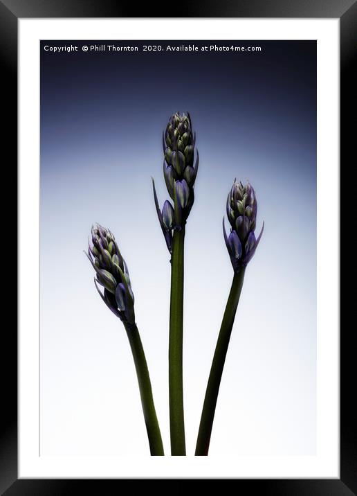 Three beautiful british Bluebell just before they  Framed Mounted Print by Phill Thornton