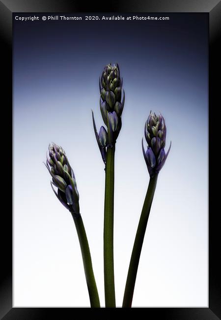 Three beautiful british Bluebell just before they  Framed Print by Phill Thornton