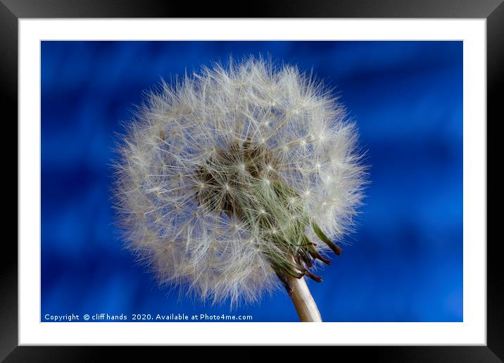 The Dandelion Framed Mounted Print by Scotland's Scenery